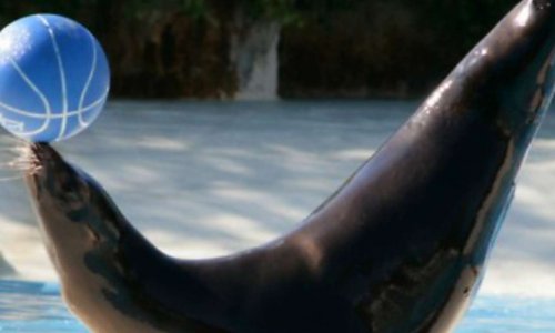 Pour défendre les delphinariums et zoos