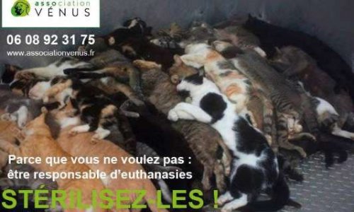 Dégrèvement fiscal pour toute stérilisation d'un animal de compagnie