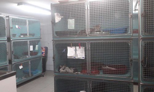 Venons au secours de nos chats errants