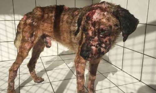 Stop à l'horreur derrière les palmiers ! / Stop to horror behind palm trees!