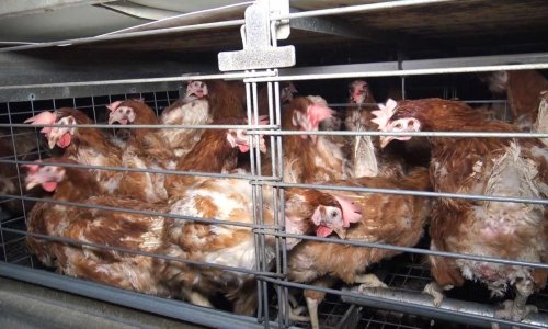 STOP aux élevages en batterie !