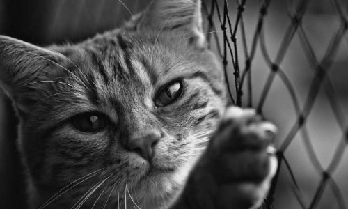 NON à la fourrière animale pour les chats errants à Ancy-Dornot (57130)