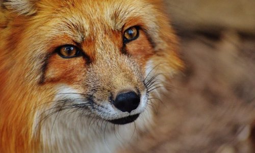 Amis des animaux une seule voix pour les défendre