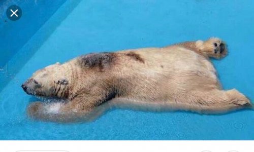 Canicule et zoos ! Trop d’ours polaires ont chaud !