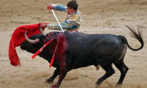 STOP aux articles promouvant la tauromachie dans les médias