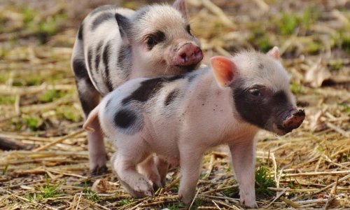 Brûlures électriques sur tout le corps de petits porcelets