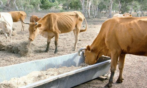 De l'eau et de l'ombre pour les animaux en pâture