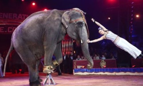Pour interdire le cirque avec animaux à Honfleur