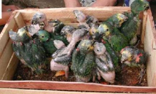 Nous voulons de véritables lois environnementales, assorties de sanctions sévères et d'amendes équivalant aux dommages que le délinquant produit, au moins 12 ans de sanctions ...