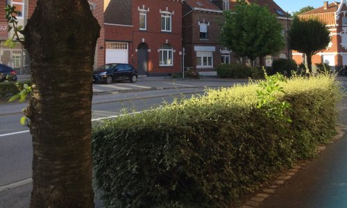 Sauvons les arbres et haies de Fleurbaix