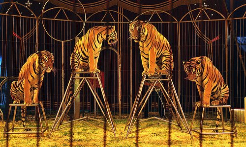 Non aux cirques avec animaux à Montélimar !