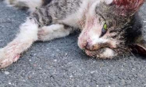 Justice pour Princesse tuée par les crocs des chiens