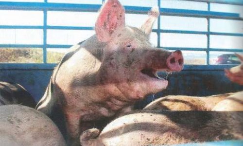 Transport des animaux maximum 8 heures - camions non surchargés !