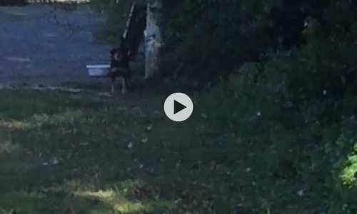 Calvaire sous la canicule pour ce chien !