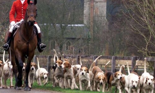 Pour l’arrêt de la chasse à courre