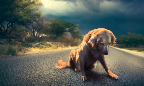 Nous, les petites misères, les oubliés de la FRANCE !