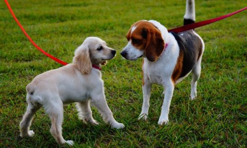 Sauvegarde du parc à chiens Petit-Bois de Balexert
