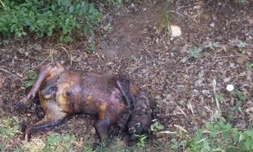 Des peines de prison fermes pour les bourreaux d'Animaux