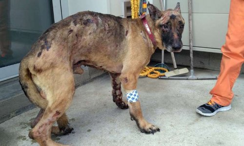 2 ans de prison ferme pour la femme qui a commis le crime sur FUDJI avec un liquide inflammable