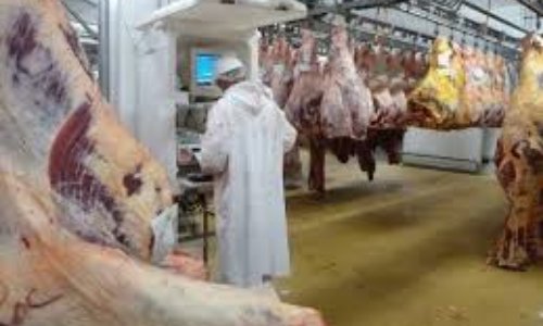 Luttons contre le massacre des abattoirs