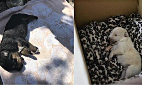 JUSTICE POUR BLACK ET WHITE!