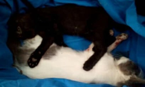 JUSTICE POUR MORTY ET BAMBOU!