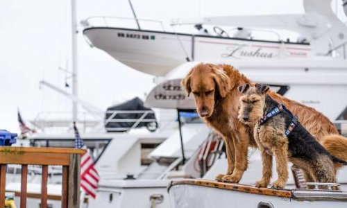 Créer un endroit pour les chiens sur le traversier des îles de la Madeleine