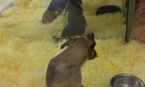 Pour l'arrêt de la vente d'animaux dans les animaleries