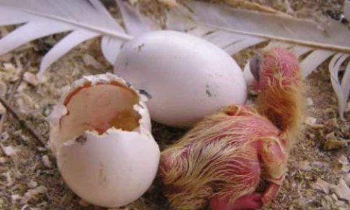 Pont Saint Esprit, le scandale des bébés pigeons