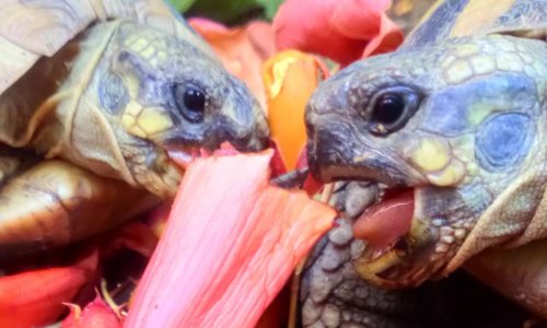 Arrêtez d'utiliser les tortues (animaux sauvages et menacés) dans des films