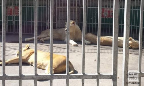 #CirquesSansAnimaux Liberté pour Bébé, Bellone, Caroline, Mandela et Nelson!