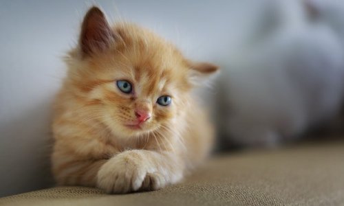 Sauvons les chats errants de Wattignies