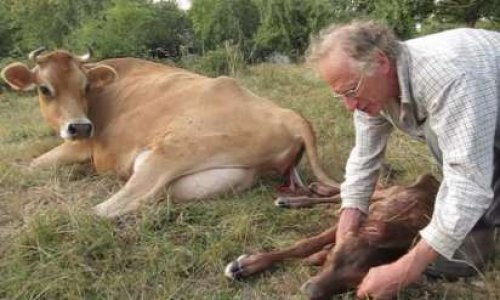 Liberté pour la ferme bio et les vaches de Gabriel Dufils