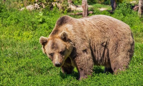 Sauvegarder la réimplantation et la sauvegarde des ours dans les Pyrénées françaises