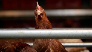 Stop aux œufs de batterie chez Monoprix !