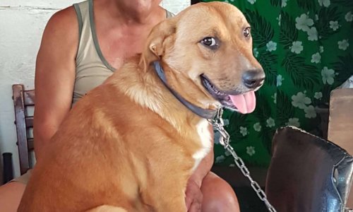 Pas de pitié pour les auteurs d'actes de cruauté envers les animaux !