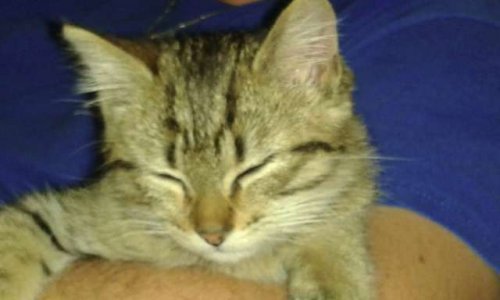 Disparition inquiétante et maltraitance des chats