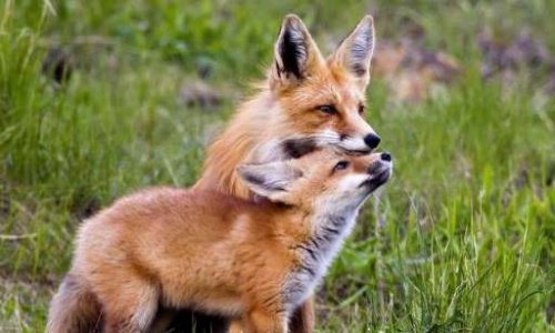 NON au projet d'arrêté autorisant le tir de nuit des renards en Meurthe et Moselle !