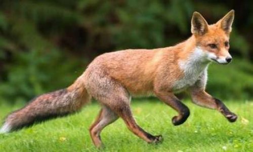 Pour une France Responsable, Respectable et Respectueuse de la Faune et de l'Environnement