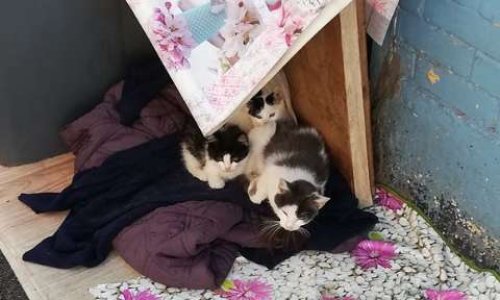 Sauvons les chats errants de Seclin