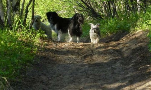Pour l'ouverture d'une Auberge Canine