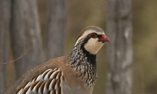 Oui au Rayon chasse Décathlon pour qu’il reste !