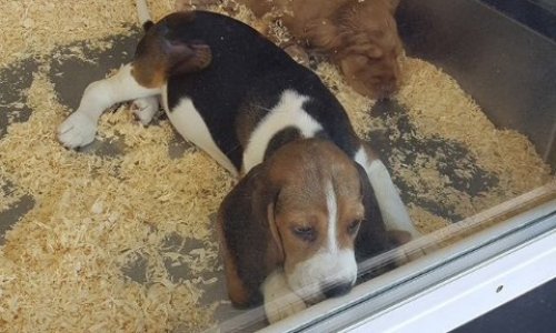 Interdire la VENTE des animaux en animalerie