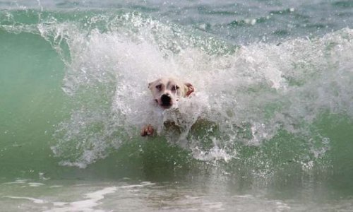Droit des chiens d'accéder aux plages et bord de mer