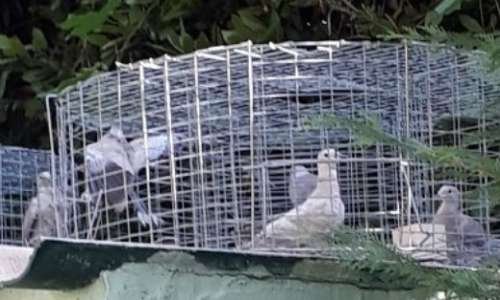 STOP au MASSACRE de Pigeons et de Tourterelles à CANNES
