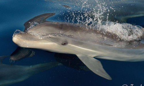 Pour un garde cote et des panneaux d'interdictions à l'ordre du jour pour la zone protégée de guéthary