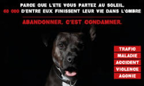 Il y a deux ans, j'ai lancé une pétition sur le même sujet qu'aujourd'hui… c'est a dire: l’abandon et la stérilisation