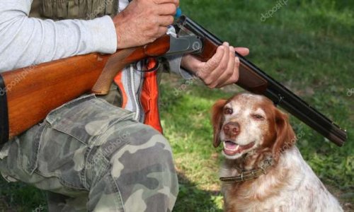 Peine exemplaire avec prison ferme pour l'individu ayant assassiné son chien d'une balle dans la tête à Solesmes ( 59 )