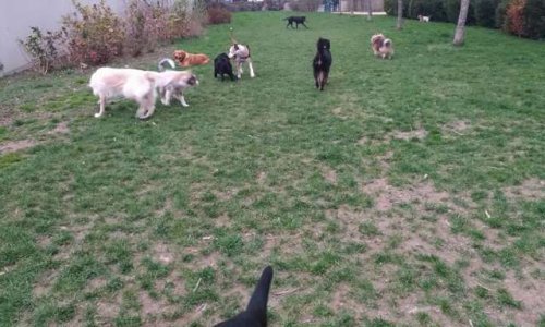 Un parc canin pour une meilleure cohabitation