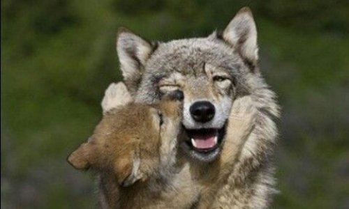 Alerte : Loups en Danger